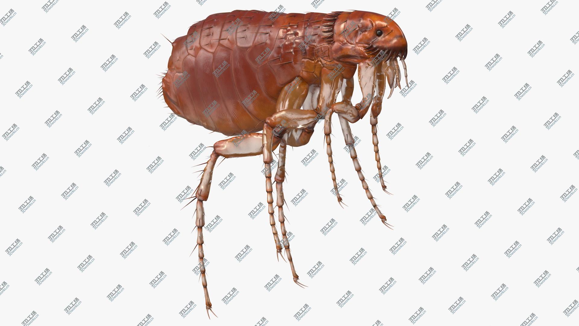 images/goods_img/202104093/3D model Flea Insect/1.jpg